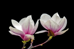 spring-magnolia-wood-flower-blooms-floral_121-105336